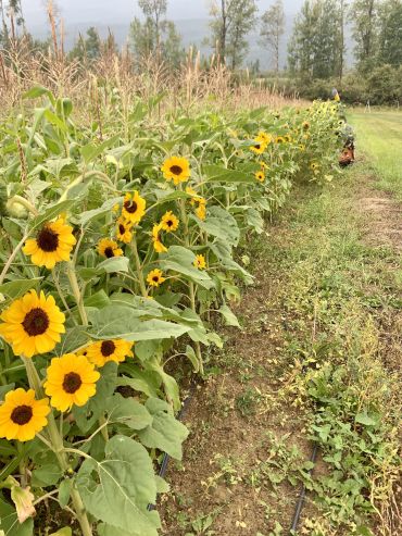 Corn and Sunflowers