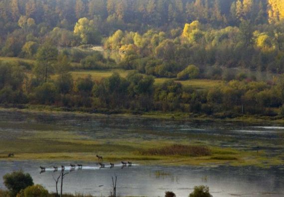 Elk Crossing Wetlands